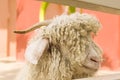 Close up of head of sheep