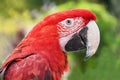 Close up head shoot portrait of an colorful parrot green wing scarlet Macaw Royalty Free Stock Photo