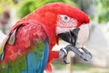 Close up head shoot portrait of an colorful parrot green wing scarlet Macaw Royalty Free Stock Photo