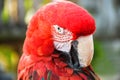 Close up head shoot portrait of an colorful parrot green wing scarlet Macaw Royalty Free Stock Photo