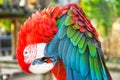 Close up head shoot portrait of an colorful parrot green wing scarlet Macaw Royalty Free Stock Photo