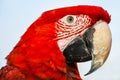 Close up head shoot portrait of an colorful parrot green wing scarlet Macaw Royalty Free Stock Photo