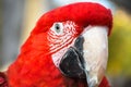 Close up head shoot portrait of an colorful parrot green wing scarlet Macaw Royalty Free Stock Photo