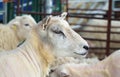 Close Up of Head of Shorn Sheep in Shearing Pen Royalty Free Stock Photo