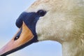 Close up head shot of an adult mute swan. Royalty Free Stock Photo