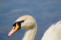 Close up head shot of an adult mute swan looking sideways. Royalty Free Stock Photo