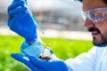 close up head shot of agro scientist adding chemicals to plant by holding in hand with soil - concept of research