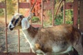 A close-up head shot of an Anglo Nubian goat.