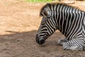 Close up head shot of Arfican sleeping zebra in the zoo Royalty Free Stock Photo