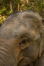 A close up head shot of an Asian Elephant Royalty Free Stock Photo