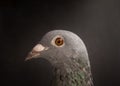 Close up head shot and beautiful eye of speed racing pigeon