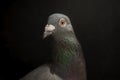 Close up head shot and beautiful eye of speed racing pigeon