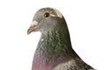 Close up head shot of beautiful speed racing pigeon bird isolate Royalty Free Stock Photo