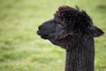 Close up head shot of black alpaca in green field