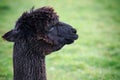 Close up head shot of black fur alpaca on green field