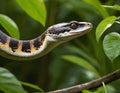 Close-up head shot of black and gold snake in wild jungle, Generative AI