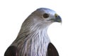 Close up head shot of brahminy kite isolated white background