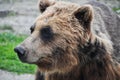 Close up head shot of brown grizzly bear