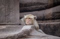Close up head shot brown hair monkey sitting on old temple , thi