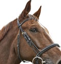 Close up head shot of a brown horse Royalty Free Stock Photo