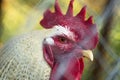 Close up head shot of a cock in the cage Royalty Free Stock Photo