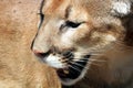 Close-up Head Shot Of A Cougar Or Mountain Lion