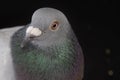 Close up head shot and detial of pigion bird feather Royalty Free Stock Photo