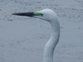 Close up head shot of an egret Royalty Free Stock Photo