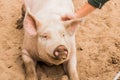 Close up head shot of gentle sweet smiling single dirty young domestic pink happy pig, with muddy face, big ears, well cared for a