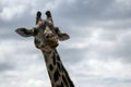 Close up head shot of a giraffe against the blue sky Royalty Free Stock Photo