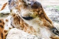 Close up of head shot of a giraffe in zoo Royalty Free Stock Photo