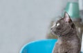 Close-up head shot gray cat looking something, with copy space Royalty Free Stock Photo