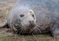 Close up head shot of a grey seal Royalty Free Stock Photo
