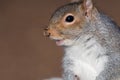 Grey squirrel sciurus carolinensis Royalty Free Stock Photo