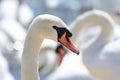 Head shot of a group of swans