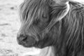 Close up head shot of highland Cow in black and white Royalty Free Stock Photo