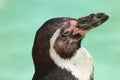 Close up head shot of a Humboldt Penguin Royalty Free Stock Photo