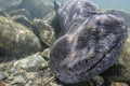 Close up head shot of Japanese giant salamander