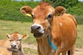 Close up head shot of a Jersey Cow Royalty Free Stock Photo