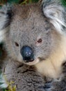 Close up head shot of a koala in the bush of Victoria Australia Royalty Free Stock Photo