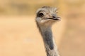 Head shot of an ostrich