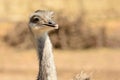 Head shot of an ostrich