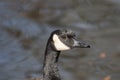 Close up head shot portrait of a Canada goose Royalty Free Stock Photo