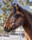 Close up head shot profile of a wild horse Royalty Free Stock Photo