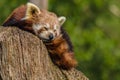 Close up head shot of a red panda, ailurus fulgens