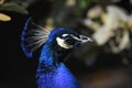 Head shot of a blue peacock