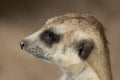 Slender-tailed Meerkat (Suricata suricatta). Royalty Free Stock Photo