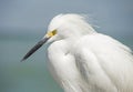 Close up head shot of a Snowy Egret with a blue background. Royalty Free Stock Photo