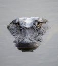 Close up head shot of a very large alligator