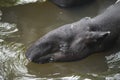 Wild tapir swimming in the river